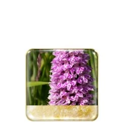 Chantecaille Wild Meadows Eye Quartet 9 Chantecaille Wild Meadows Eye Quartet -Chantecaille || Charlotte Tilbury Shop 656509042425 alt1