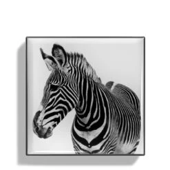 Chantecaille Luminescent Eye Shade -Chantecaille || Charlotte Tilbury Shop webp00722001 q zebra alt1